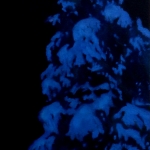 Snow covered tree 35 x 65cm Oil acrylic and ink on blackout cloth. 2008